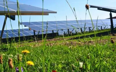 Biodiversity in solar parks: habitats full of energy