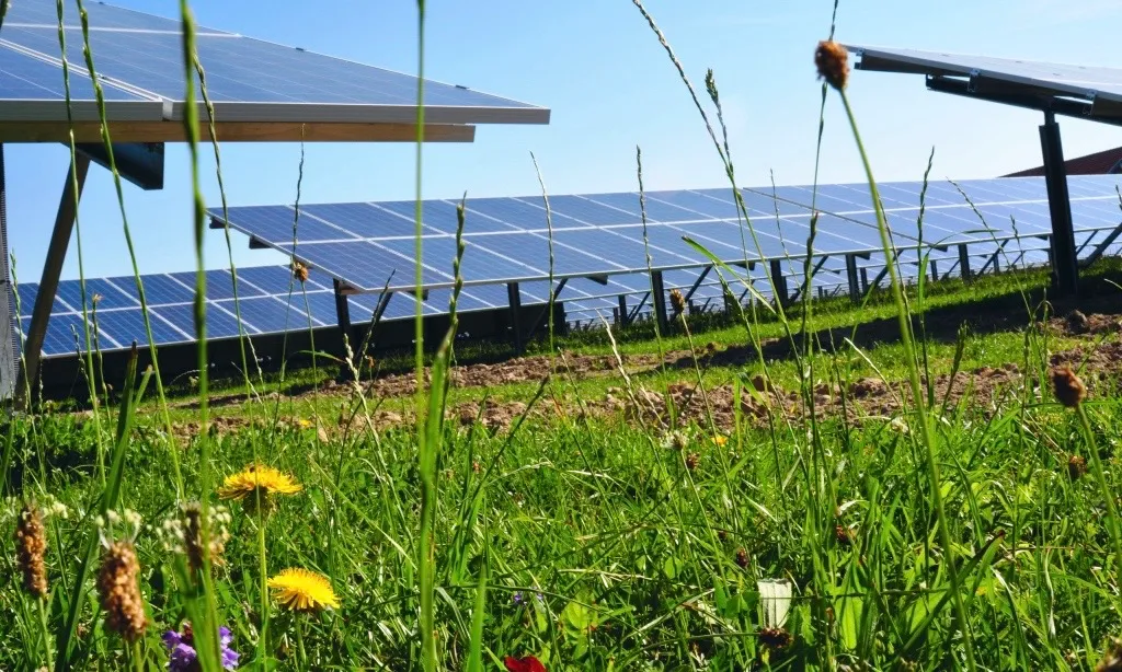 Biodiversity in solar parks: habitats full of energy