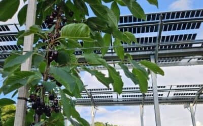 Erste Messergebnisse am OIZ: Kirschen gedeihen unter Agri-PV-System ARTEMIS